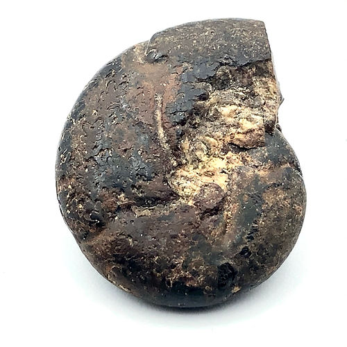 Holcophylloceras Sp. (Amonite) - NOVEDUC Equipamento Laboratório e Formação Profissional