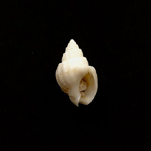 Nassarius Sp. (Gastrópode) - NOVEDUC Equipamento Laboratório e Formação Profissional
