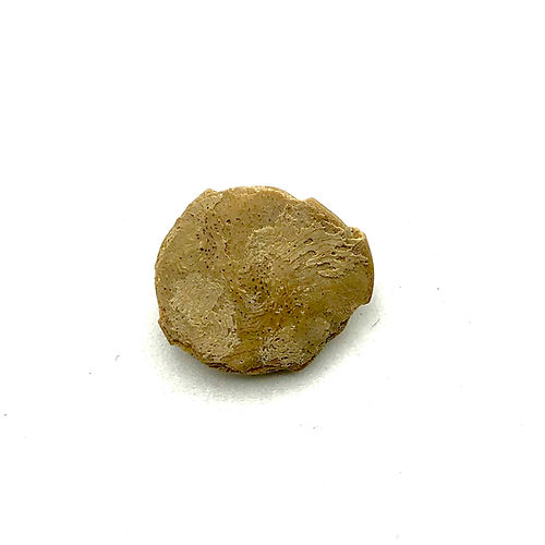 Nummulites Sp. (Foraminífero) - NOVEDUC Equipamento Laboratório e Formação Profissional