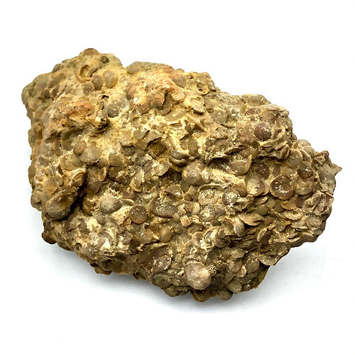 Orbitolina Sp. (Foraminífero) - NOVEDUC Equipamento Laboratório e Formação Profissional