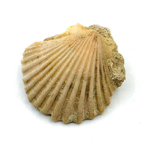 Pectinídeo (Bivalve - Vieira) - NOVEDUC Equipamento Laboratório e Formação Profissional