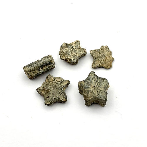 Pentacrinites Sp. (Crinóide) - NOVEDUC Equipamento Laboratório e Formação Profissional