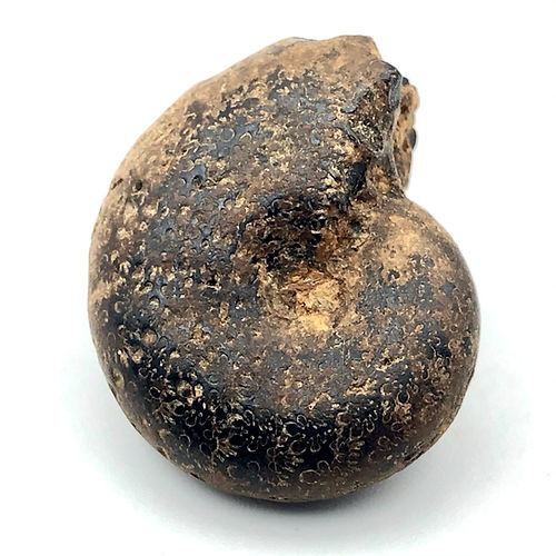 Phylloceras Sp. (Amonite) - NOVEDUC Equipamento Laboratório e Formação Profissional