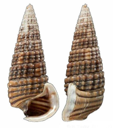 Pirenella Sp. (Caracol Cornudo) - NOVEDUC Equipamento Laboratório e Formação Profissional