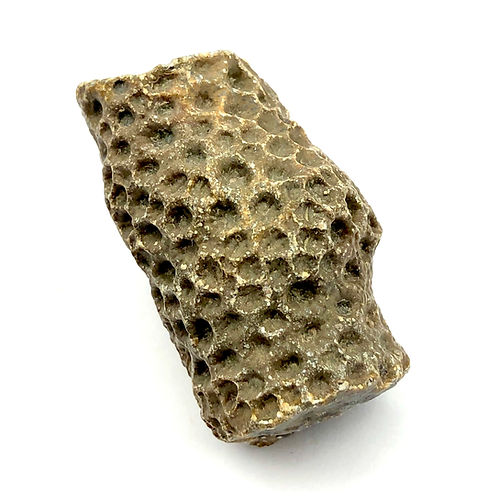 Thamnopora Boloniensis (Coral Tabulado) - NOVEDUC Equipamento Laboratório e Formação Profissional