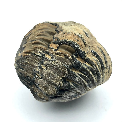 Trilobite - Phacops Sp. - NOVEDUC Equipamento Laboratório e Formação Profissional
