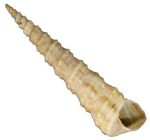 Turritella Cochlea (Gastrópode) - NOVEDUC Equipamento Laboratório e Formação Profissional