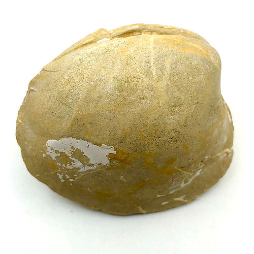 Venerídeo (Bivalve - Ameijoa) - NOVEDUC Equipamento Laboratório e Formação Profissional